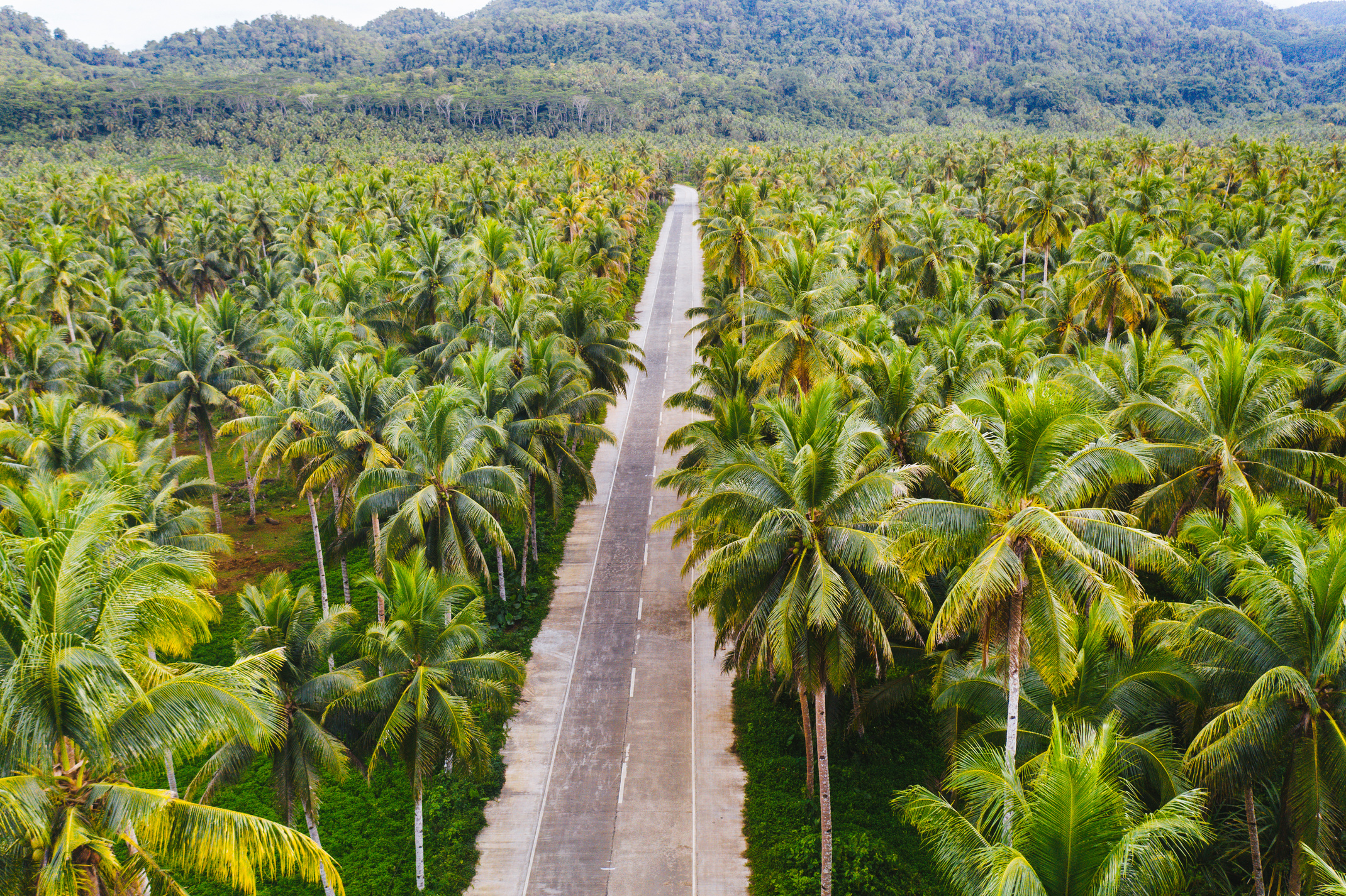 Tropical Coconut Tree Forest